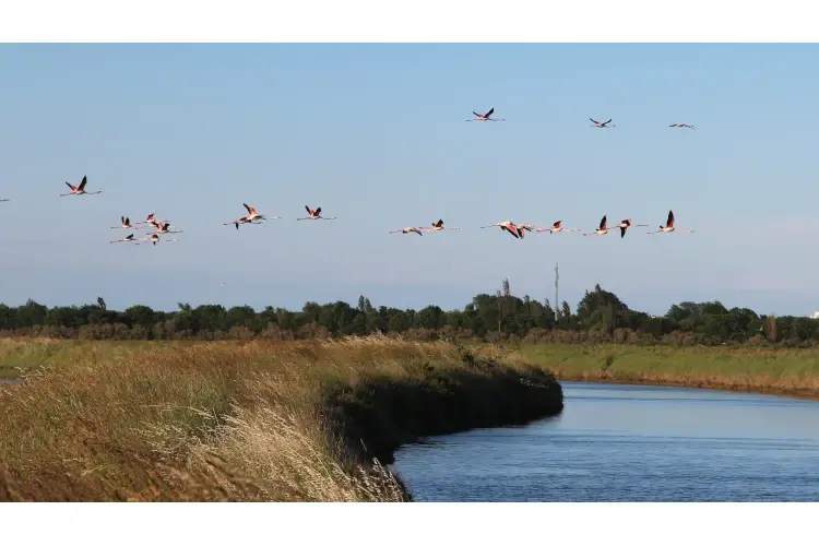 Visit Ferrara - Valle Campo - credit Chiara Vassalli (8) Che gusto hanno Ferrara e il Delta del Po? Scopriamo i piatti e i prodotti tipici