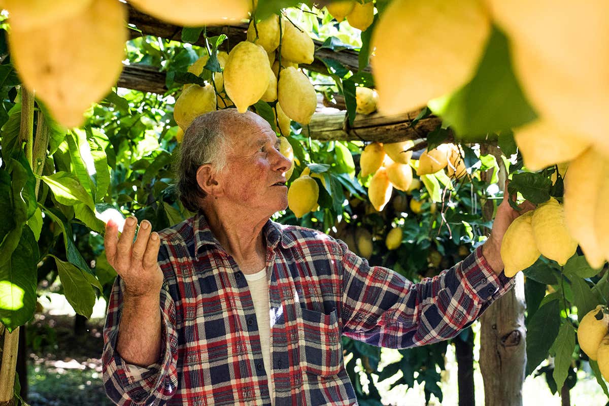 Italia, Paese dei Limoni, storie profumi e sapori del re degli agrumi