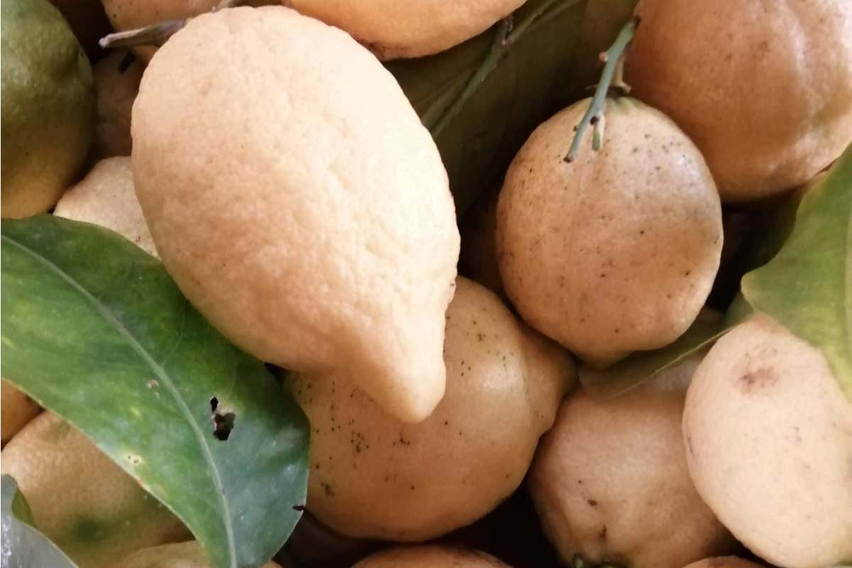 Italia, Paese dei Limoni, storie profumi e sapori del re degli agrumi