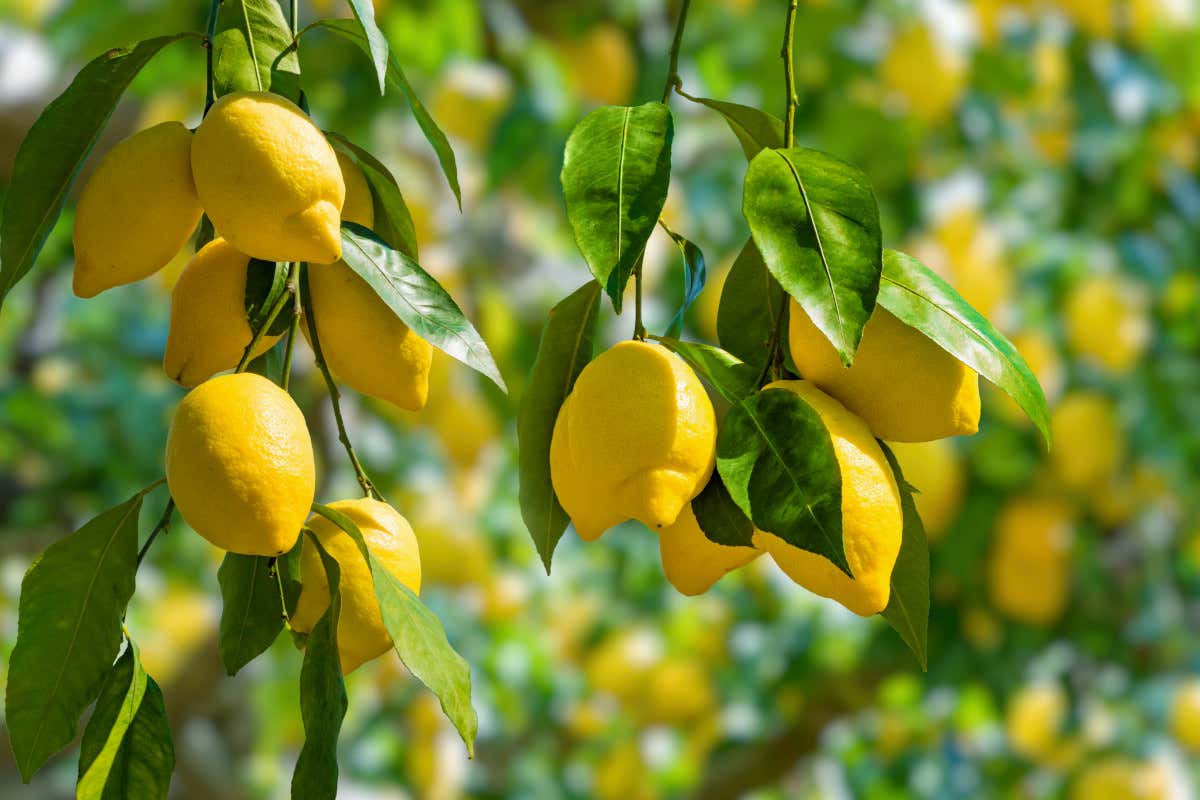 In italia la produzione dei limoni è diminuita del 40% Limoni a rischio in Italia in 30 anni laprduzione è diminuita del 40% In italia la produzione dei limoni è diminuita del 40% Limoni a rischio in Italia in 30 anni laprduzione è diminuita del 40%