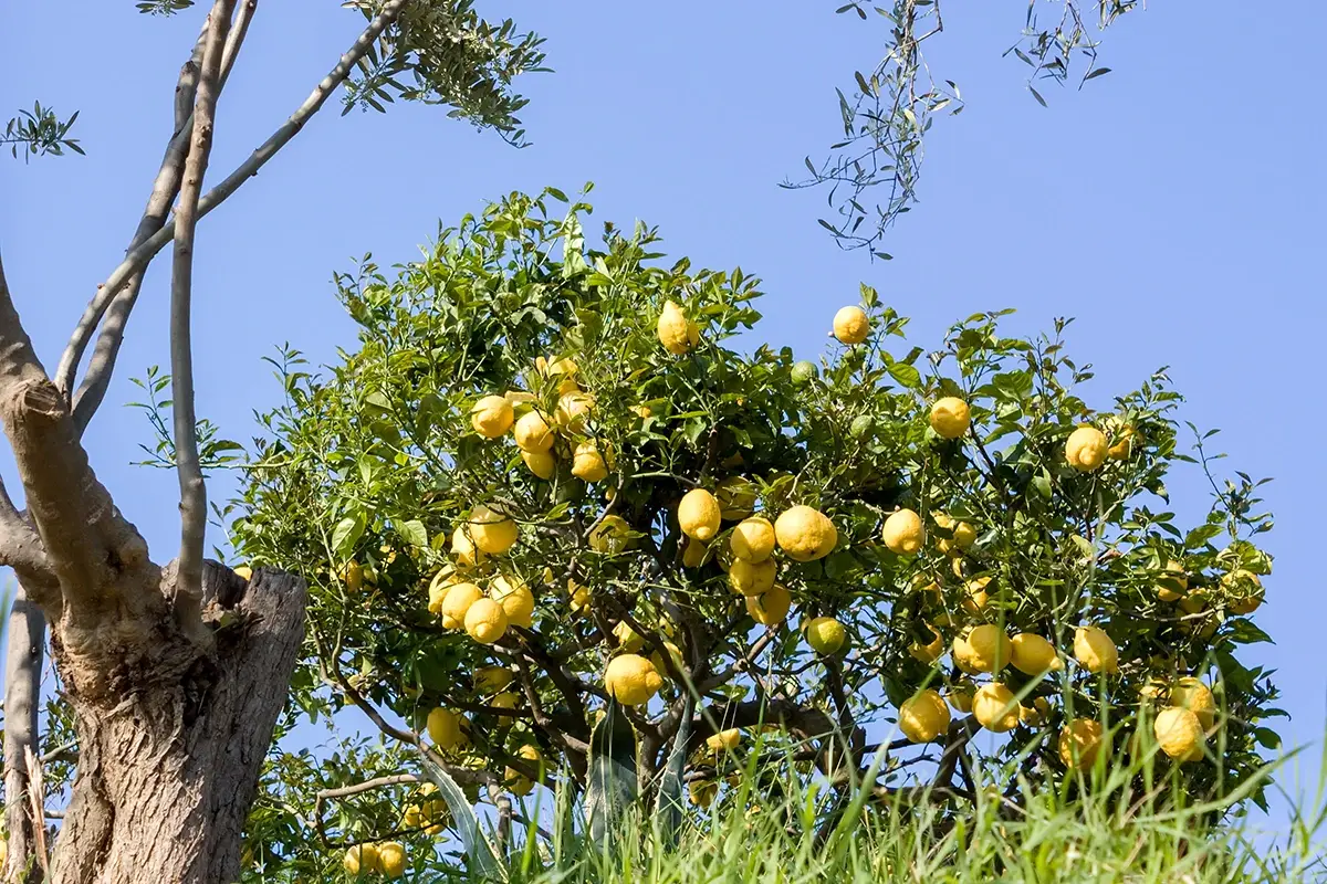 Il limone, simbolo di Procida Tuffo nella cucina di Procida: il vero gusto della semplicità