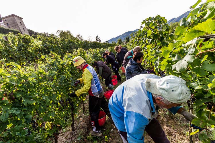 (Livon, vendemmia 2018 promettente In arrivo anche il Pinot Grigio Clas) (Livon, vendemmia 2018 promettente In arrivo anche il Pinot Grigio Clas)