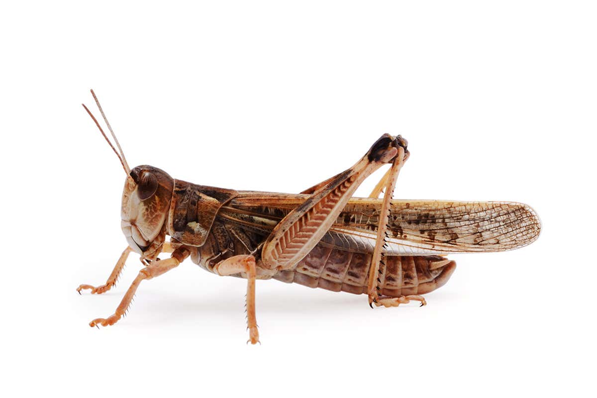 Sarà possibile commercializzarla come snack o ingrediente La locusta come nuovo alimento: ok dall’Europa Sarà possibile commercializzarla come snack o ingrediente La locusta come nuovo alimento: ok dall’Europa