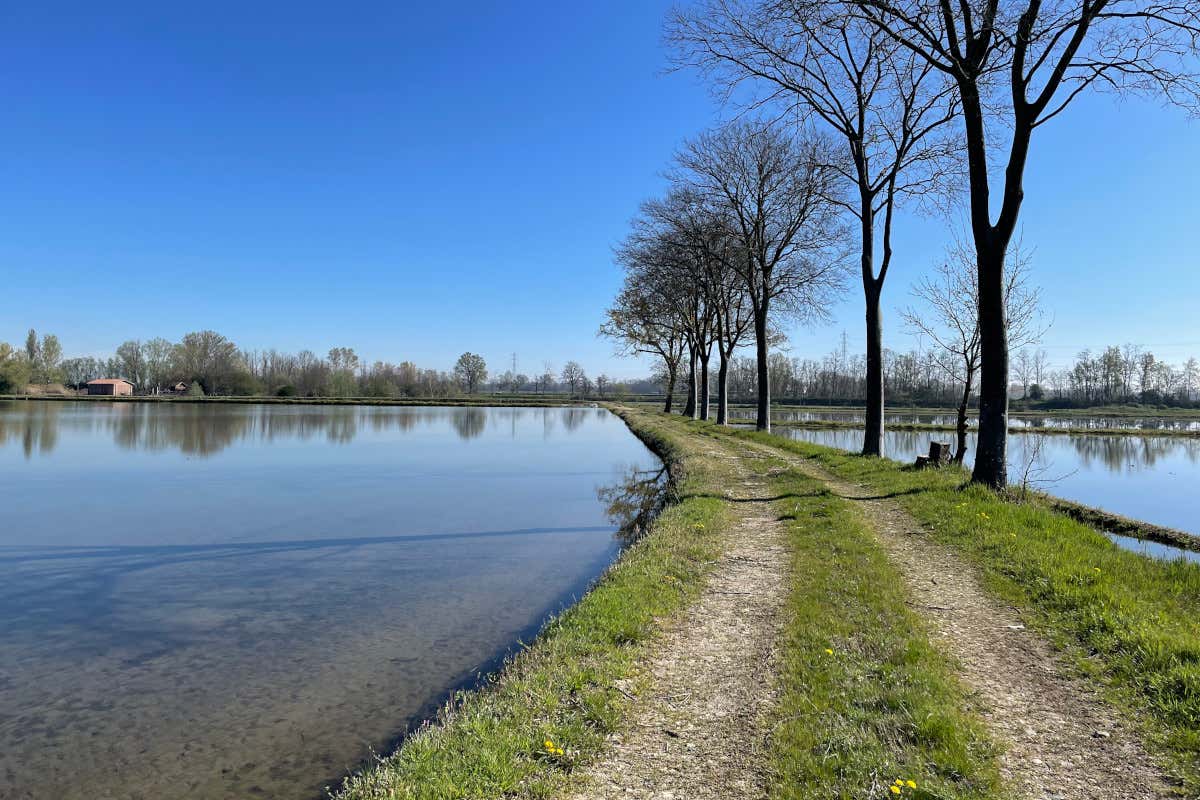Weekend in Lomellina: risaie, treno a vapore e cascine aperte dal 23 al 25 maggio Weekend in Lomellina: risaie, treno a vapore e cascine aperte dal 23 al 25 maggio