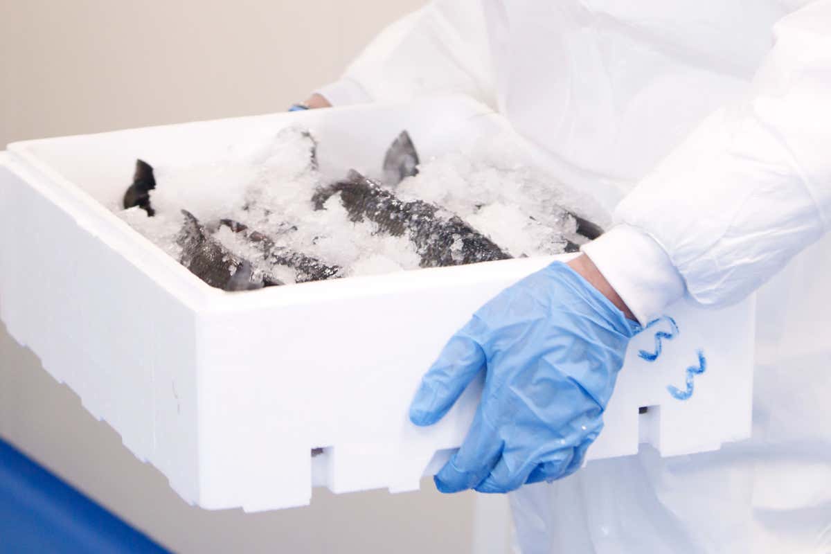 Filiera corta e selezione: nel Milanese arriva il “Mercato del Pesce” per l'Horeca Filiera corta e selezione: nel Milanese arriva il “Mercato del Pesce” per l'Horeca