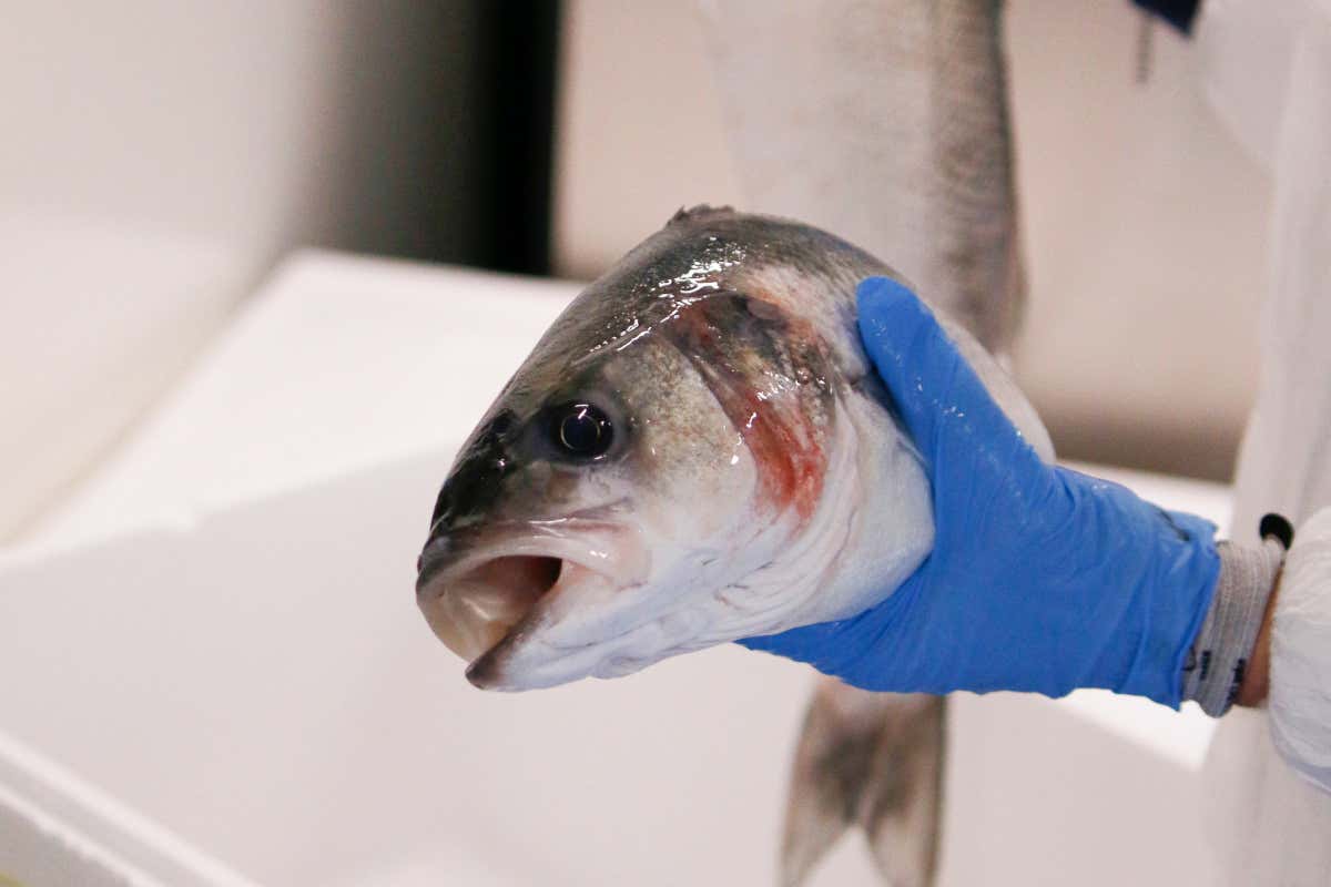 Filiera corta e selezione: nel Milanese arriva il “Mercato del Pesce” per l'Horeca Filiera corta e selezione: nel Milanese arriva il “Mercato del Pesce” per l'Horeca