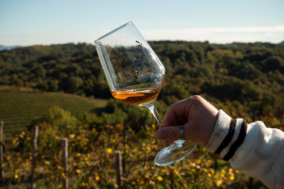 La prima Banca di un vitigno è firmata Ribolla di Oslavia