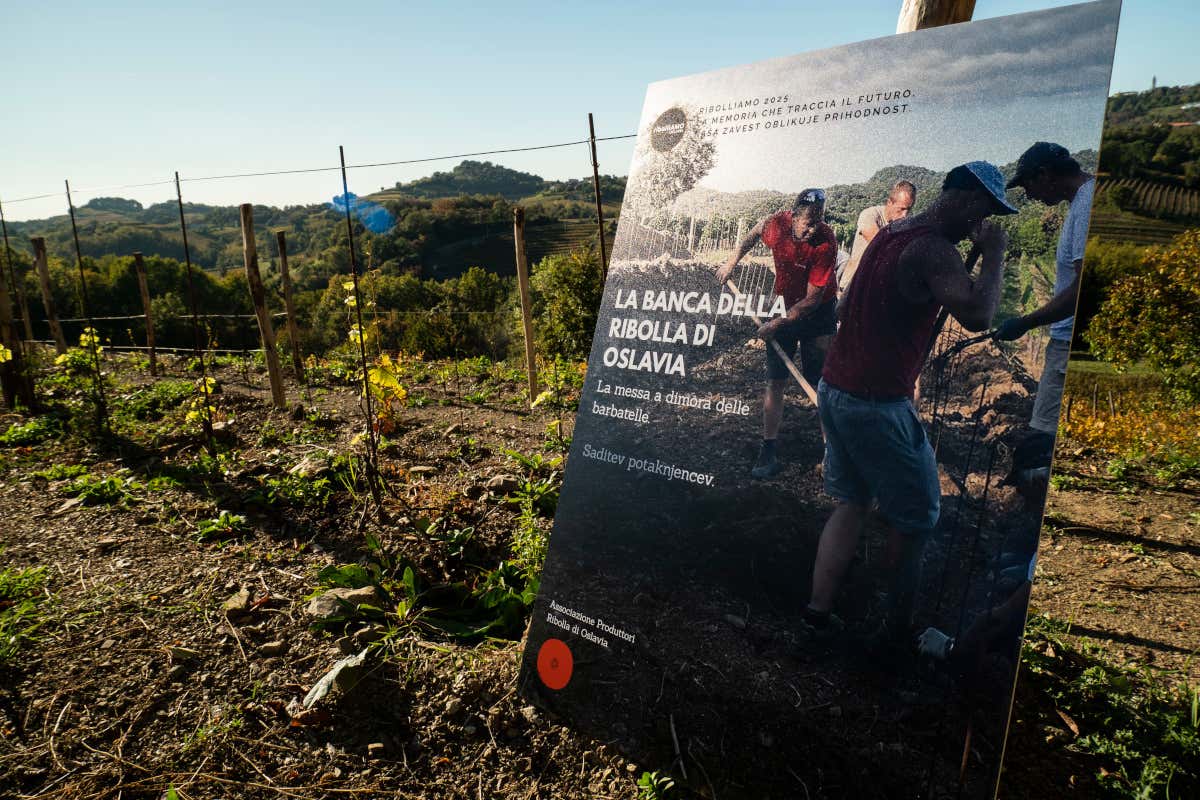 La prima Banca di un vitigno è firmata Ribolla di Oslavia