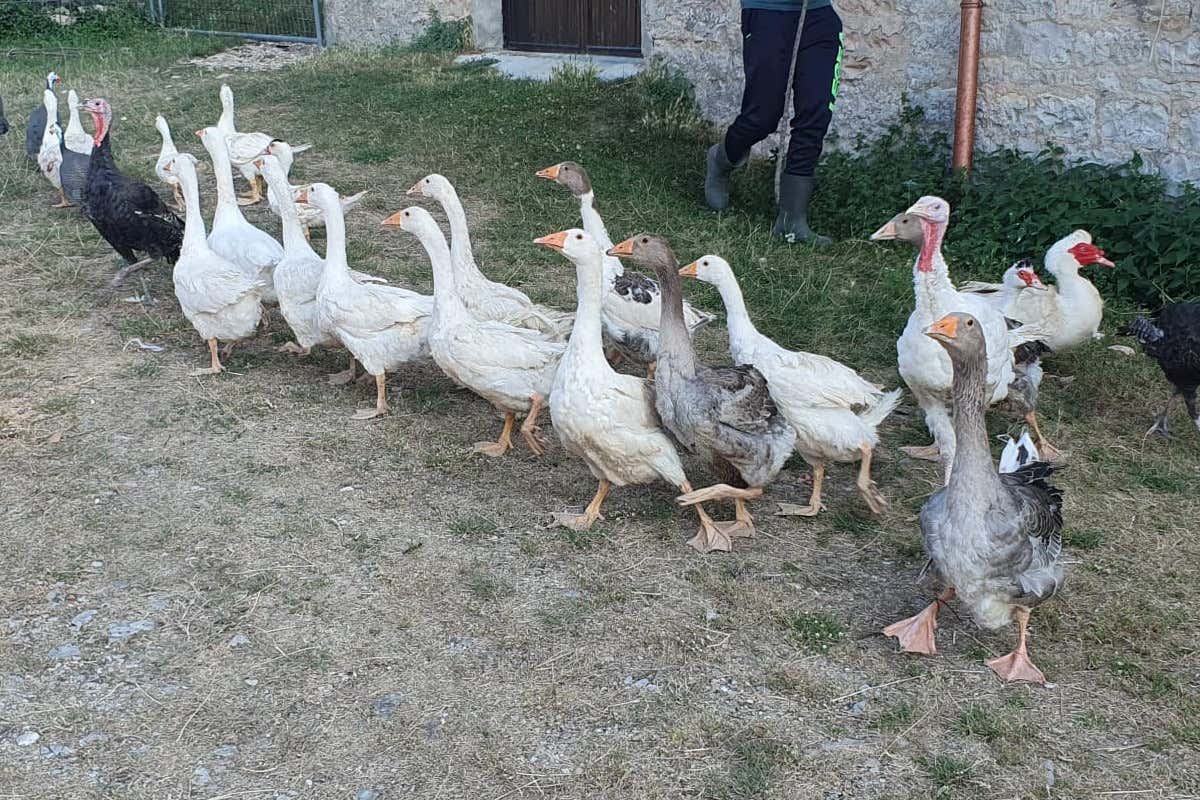 Un giovane cuoco di Cantiano ci svela il segreto per realizzare il cappelletto perfetto