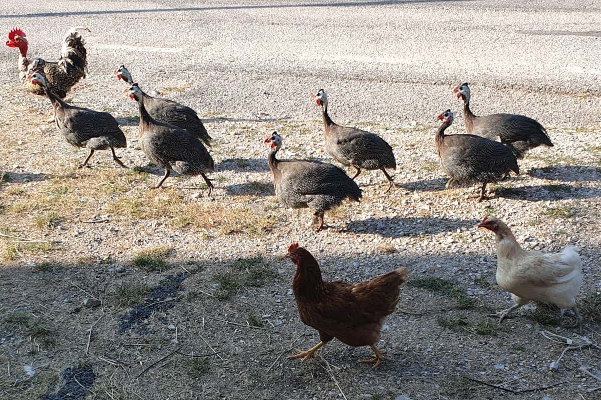 Un giovane cuoco di Cantiano ci svela il segreto per realizzare il cappelletto perfetto