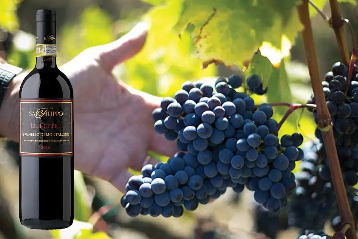 Brunello di Montalcino Le Luc&eacute;re