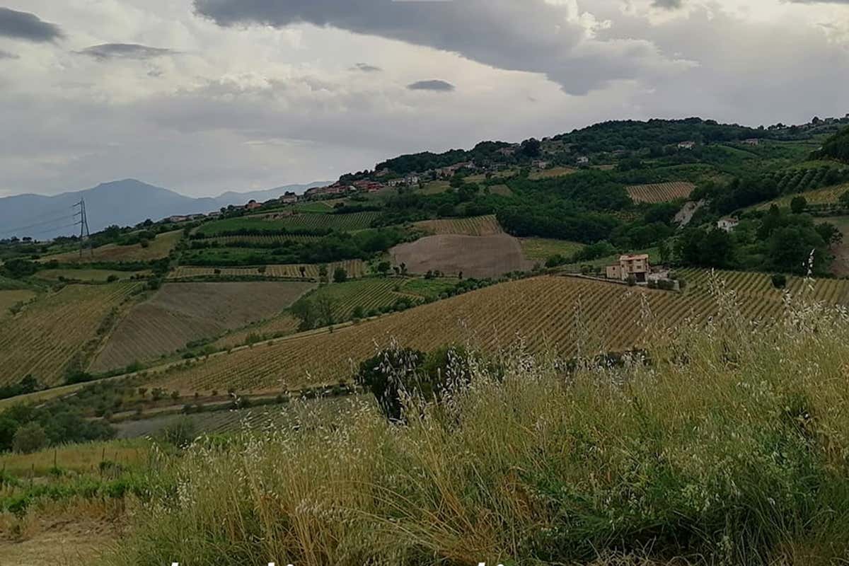 Alcuni vigneti di Terredora Lapio, Montemiletto e Pietradefusi: tre Taurasi in memoria di Lucio Mastroberardino