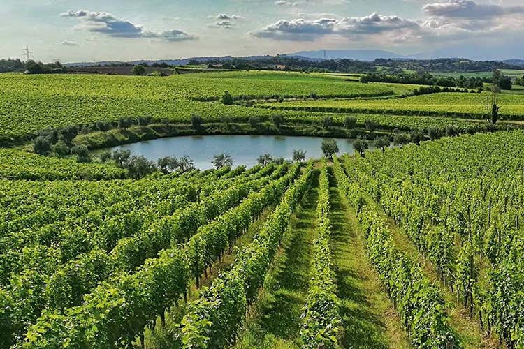 Continua la crescita del Lugana Doc. Foto: Facebook Consorzio Tutela Lugana Doc Cresce il Lugana DocVia libera al 50% del vino stoccato Continua la crescita del Lugana Doc. Foto: Facebook Consorzio Tutela Lugana Doc Cresce il Lugana DocVia libera al 50% del vino stoccato