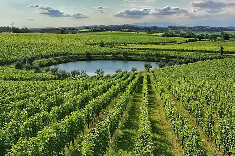 Continua la crescita del Lugana Doc. Foto: Facebook Consorzio Tutela Lugana Doc Cresce il Lugana DocVia libera al 50% del vino stoccato