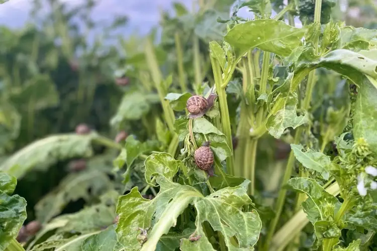 Lumache, il consumo in Italia dipende per il 60% da importazione