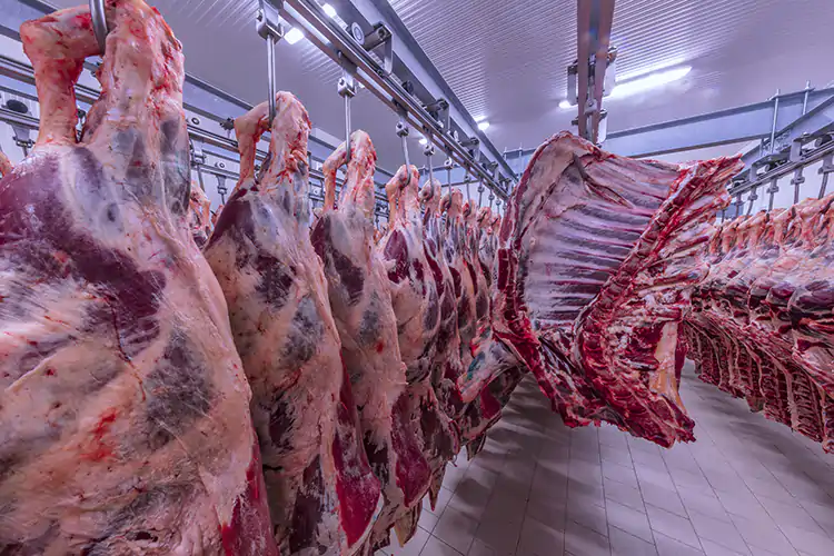 Circa il 15% della macellazione europea avviene con i due procedimenti halal e kosher Benessere animale o fede? Quali diritti vengono prima