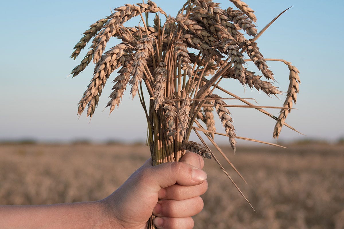 L'Ucraina denuncia: “I russi ci hanno rubato il grano”