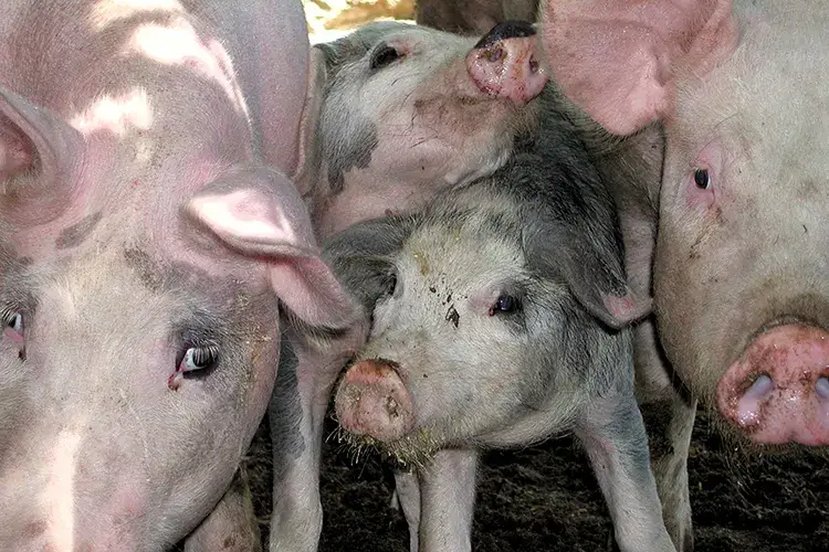 Preoccupa il dilagare della peste suina Ristori e una task force per contrastare la peste suina