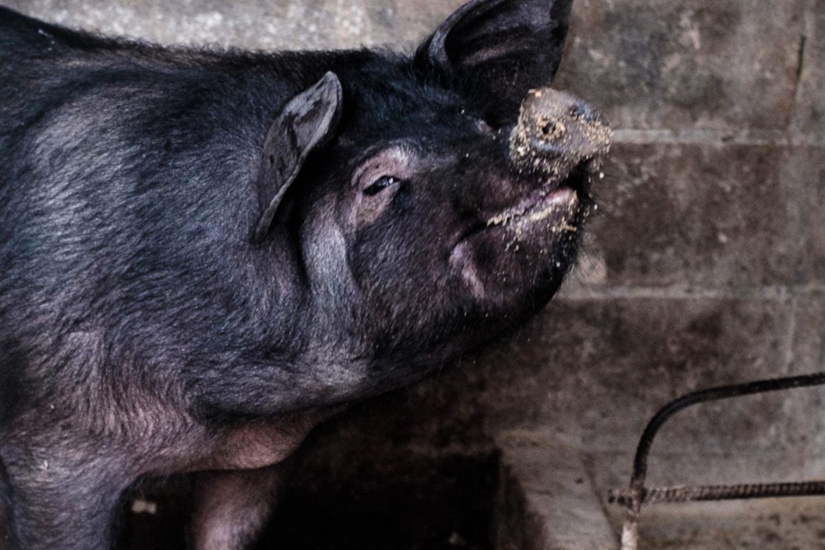 Inno alla carne di maiale: torna Pig a Santa Cristina D'Aspromonte 