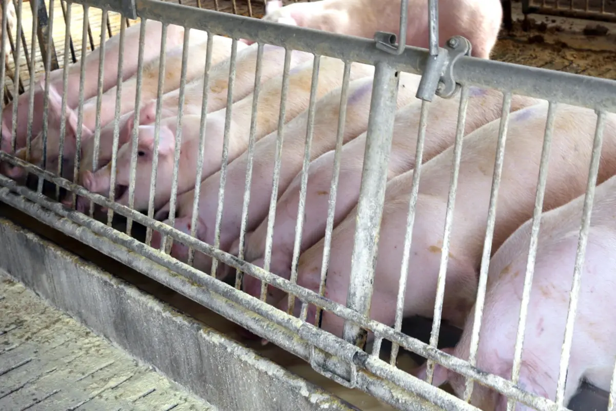 Manca il mais, allarme negli allevamenti: &ldquo;Senza scorte dobbiamo abbattere gli animali&rdquo;
