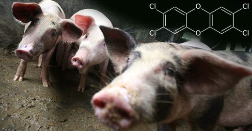 Diossina, la Germania ammette: Già venduta carne contaminata