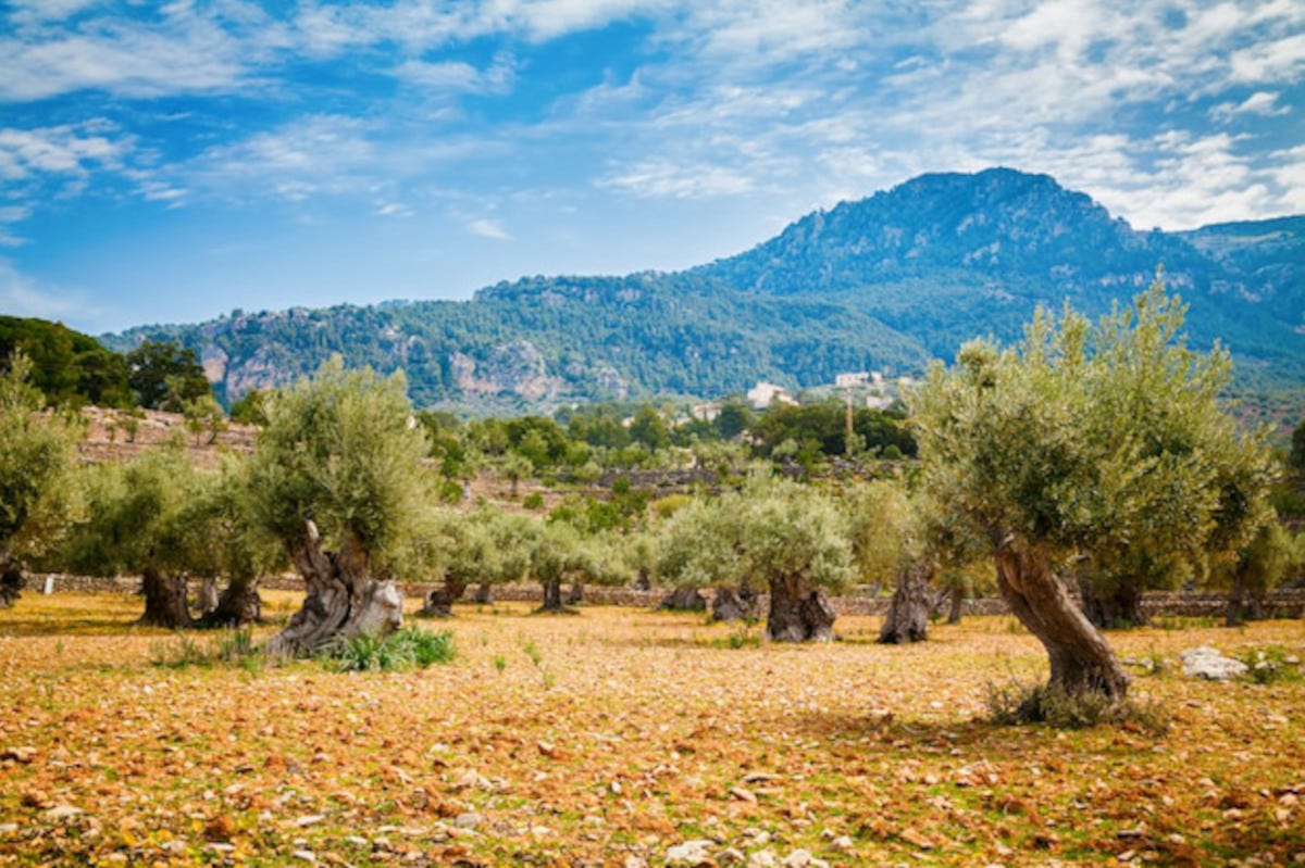 La valle degli ulivi a Maiorca Baleari, non solo mare: anche prodotti autentici tutti da gustare