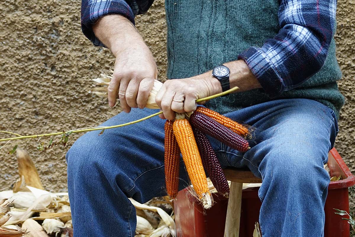 Il mais per la farina di storo Mela verde festeggia Santo Stefano con la Polenta di Storo