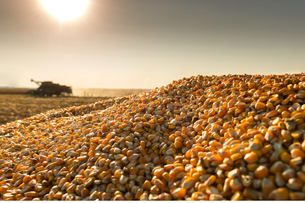 Fermi in Ucraina 200 milioni di chilogrammi di mais per l'Italia, allevamenti a rischio