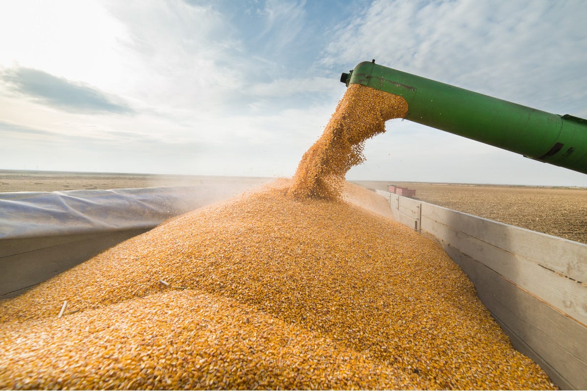 Crisi Ucraina: agli allevamenti italiani rischia di mancare il mais