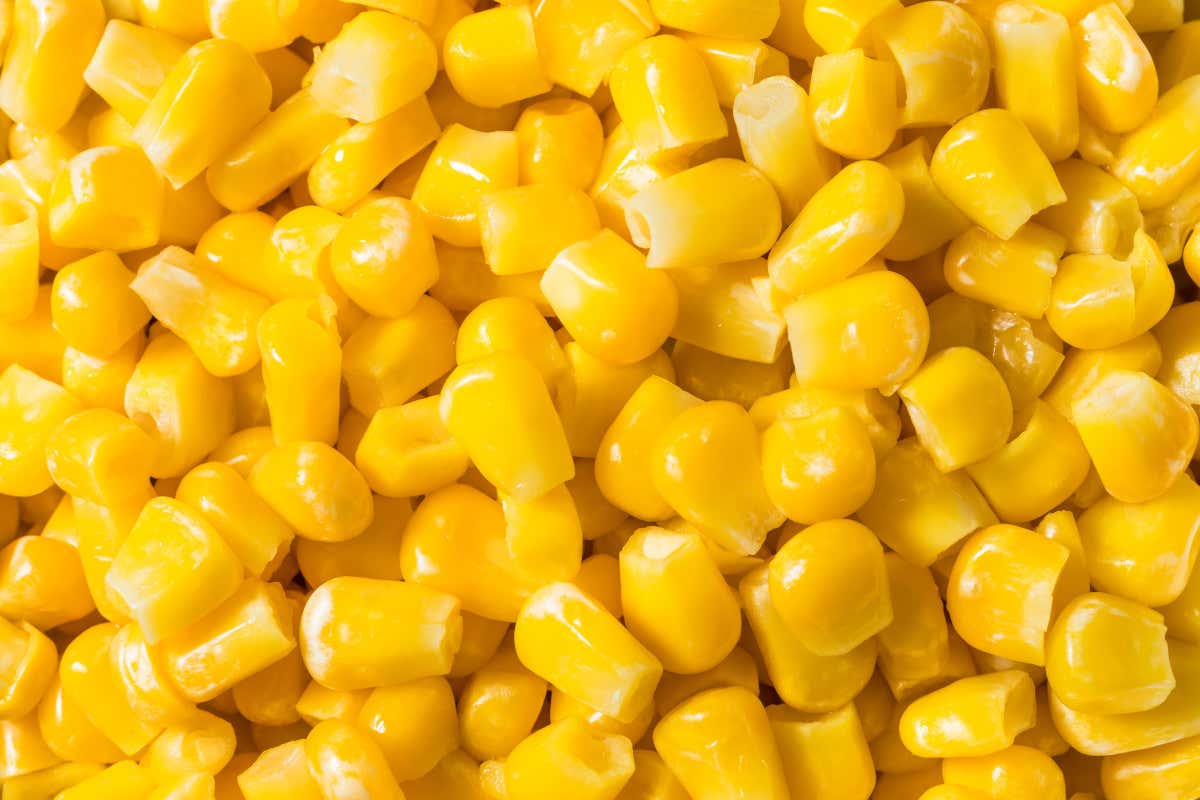 Mais dolce: valori nutrizionali e benefici di un cereale speciale Mais dolce: valori nutrizionali e benefici di un cereale speciale