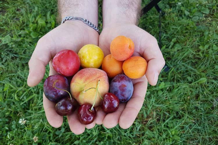 (Maltempo, agricoltura in ginocchio A rischio un quarto del raccolto)