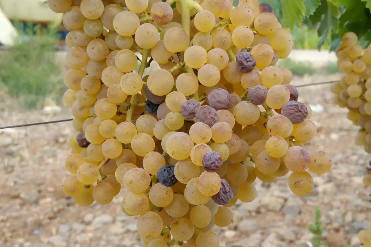 Malvasia&nbsp; 50 anni di storia per la Malvasia di Bosa Doc