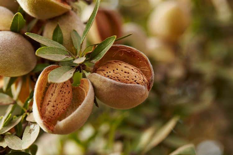 (Mandorle californiane, gusto e salute 23 al giorno per trarne benefici) (Mandorle californiane, gusto e salute 23 al giorno per trarne benefici)