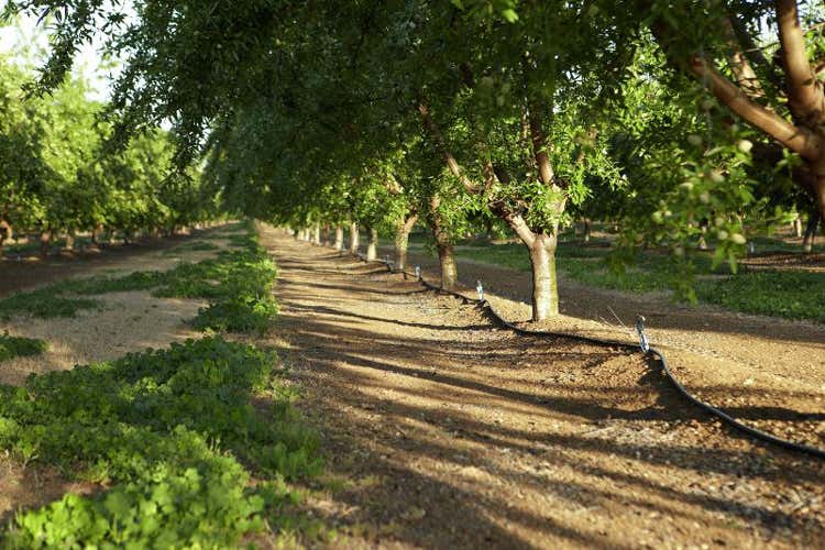 (Mandorle californiane, gusto e salute 23 al giorno per trarne benefici) (Mandorle californiane, gusto e salute 23 al giorno per trarne benefici)