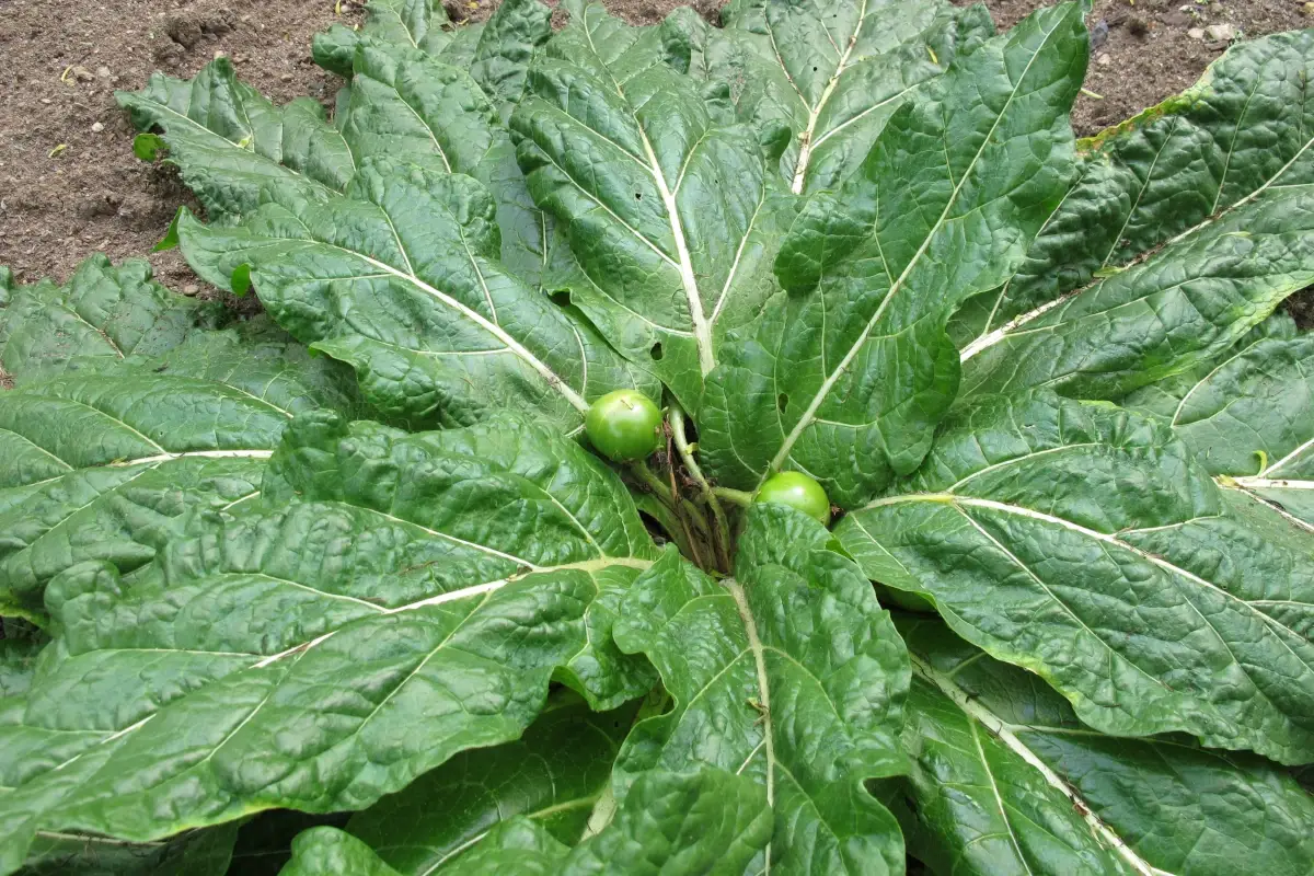 Rischio mandragora negli spinaci, ritirato dal mercato un lotto a marchio &ldquo;Il Gigante&rdquo;