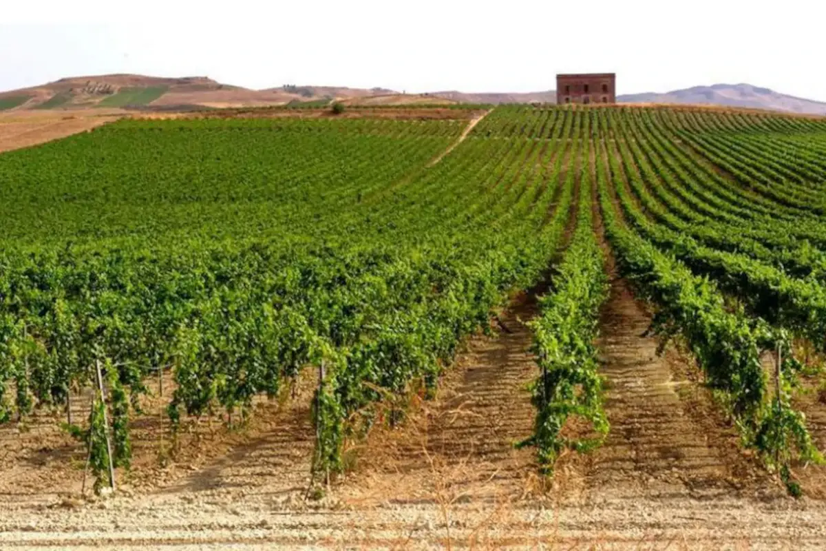 I vigneti Mandrarossa Settesoli, gli Innovativi vini di personalit&agrave; e attraenza