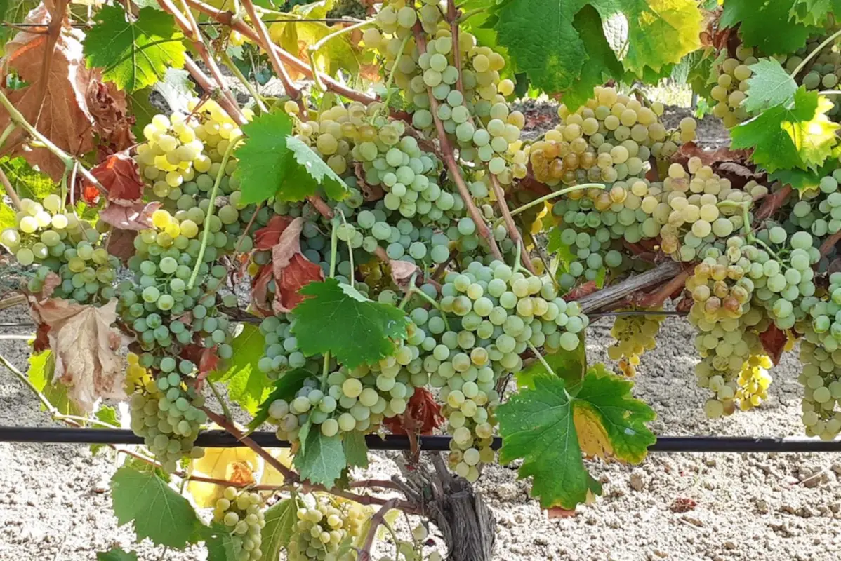 Vermentino Mandrarossa Settesoli, gli Innovativi vini di personalit&agrave; e attraenza