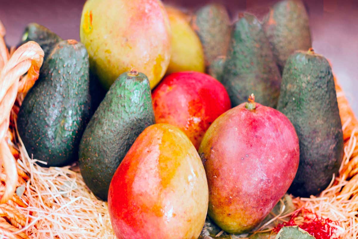 In Sicilia boom per la coltivazione di avocado e mango Cambiamenti climatici l’ulivo arriva sulle Alpi e al Sud si coltiva l’avocado In Sicilia boom per la coltivazione di avocado e mango Cambiamenti climatici l’ulivo arriva sulle Alpi e al Sud si coltiva l’avocado