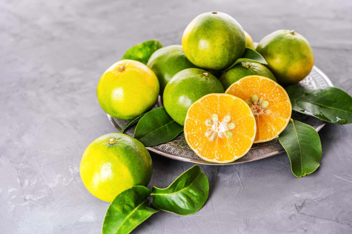 Che cos’è il mapo e quali sono le sue proprietà per la salute?