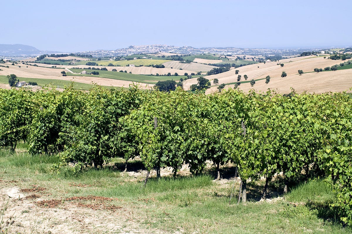 Vista sulle colline marchigiane Marche, il turismo riparte dal vino e dalla ristorazione