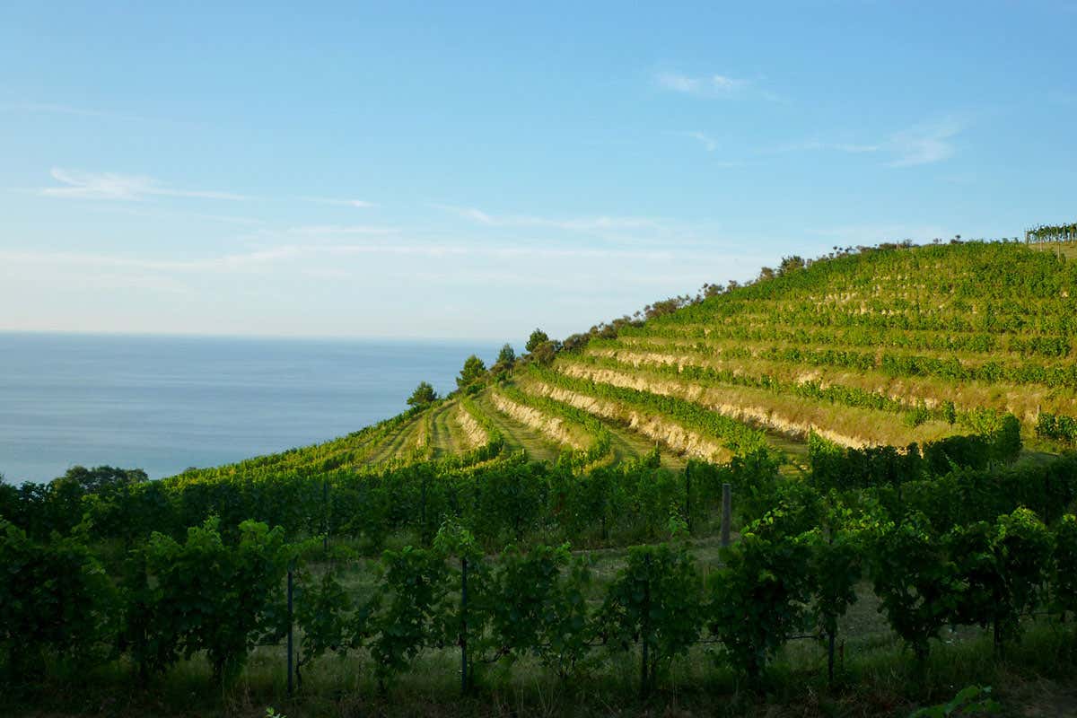 Marche, meta di enoturismo esperienziale grazie al Vino Le Marche puntano all’enoturismo con una normativa dedicata al settore