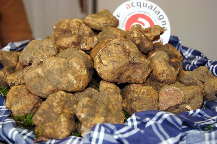 Il tartufo bianco di Acqualagna - Marche, una terra di eccellenze E a ottobre torna la fiera del tartufo Il tartufo bianco di Acqualagna - Marche, una terra di eccellenze E a ottobre torna la fiera del tartufo