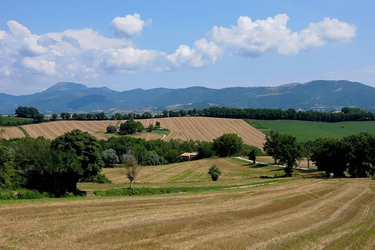 Le colline marchigiane Marche, cibo e vino ambasciatori del territorio: l'enoturismo funziona