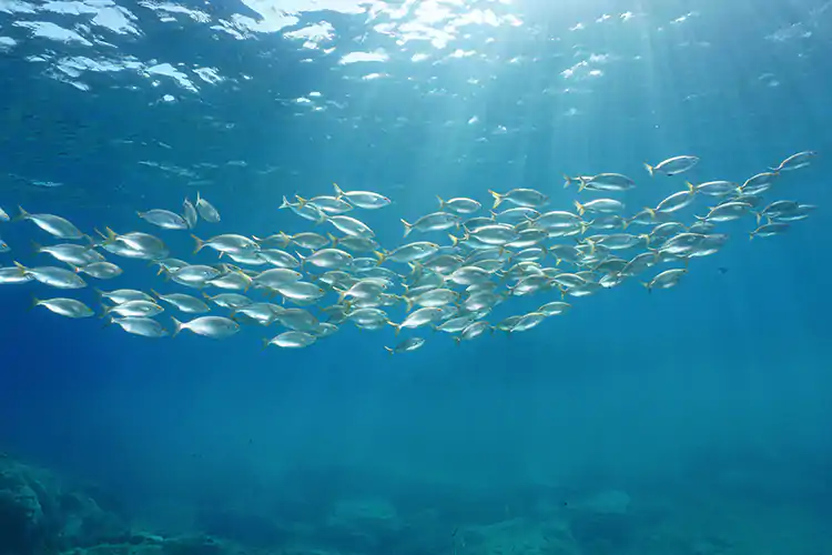 Nel Mediterraneo 40% degli occupati europei nella blue economy Il Mediterraneo come risorsa: prodotto 59,6 miliardi di euro