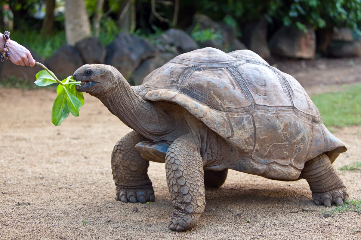 Una tartaruga gigante alle Mauritius Spiagge tropicali e mare cristallino 4 proposte per un inverno al caldo