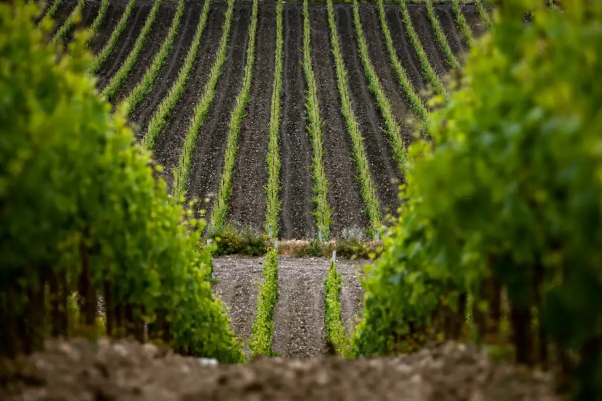 I vigneti Maria Costanza Riserva 2018, l&rsquo;eccellente ed esclusivo bianco top di G.Milazzo