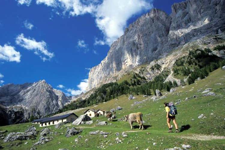 Alla scoperta della flora e della fauna del territorio - Nel cuore della Marmolada Storia e montagna adatta a tutti