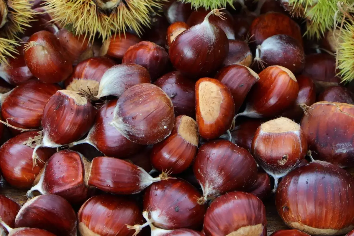 I marroni di San Zeno Dop&nbsp; Il Montebaldo sposa il marrone di San Zeno