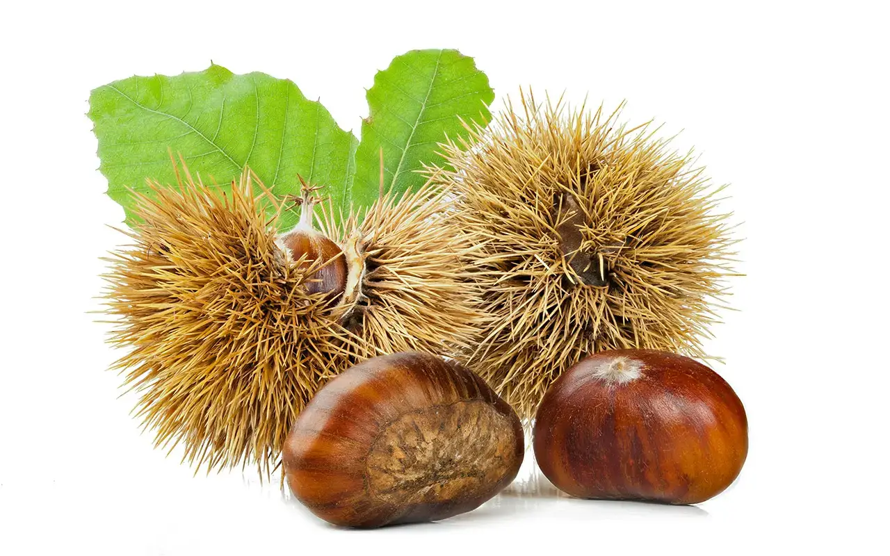 Marroni Castagne e marroni, differenze&nbsp; e qualit&agrave; dei protagonisti dell'autunno