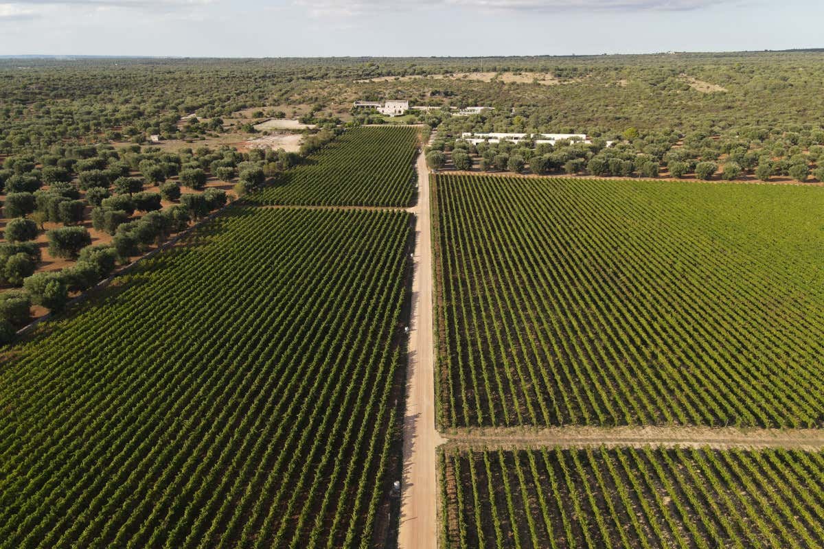 Il “signore degli spumanti” sbarca in Puglia e firma un Primitivo sorprendente Il “signore degli spumanti” sbarca in Puglia e firma un Primitivo sorprendente